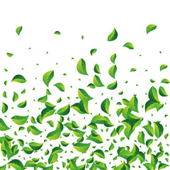 Green_Leaves_white_background_1623.eps