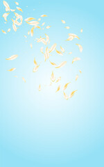 yellow_petals_blue_background_918.eps