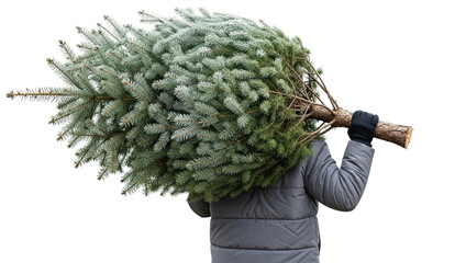 Fototapeta premium A person in a warm winter jacket carries a freshly cut evergreen Christmas tree on their shoulder, viewed from behind and isolated on a black background for the holiday season