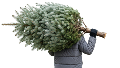 A person in a warm winter jacket carries a freshly cut evergreen Christmas tree on their shoulder, viewed from behind and isolated on a black background for the holiday season