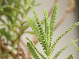 Closeup of lavender leaves. Lavender dentata leaves.