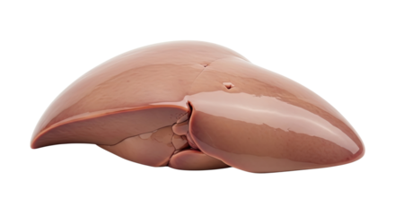 A realistic and anatomically correct 3D rendering of a healthy human liver, showing its complex structure and lobes, isolated on a black background for medical illustration
