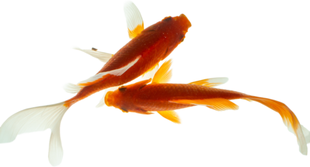 Goldfish PNG with No Background	