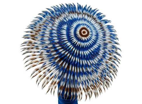 Detailed macro photography of a vibrant blue and white marine tube worm, its feathery crown creating a perfect, intricate spiral pattern isolated on a black background