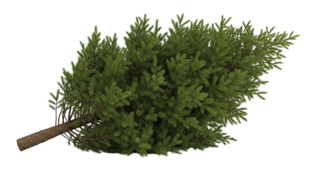 A realistic cut evergreen fir tree with lush green needles and a brown trunk, lying on its side and isolated against a solid black background for easy compositing