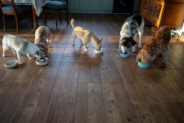 Four dogs eating from bowls, morning feeding routine on warm wooden floor with varied breeds...