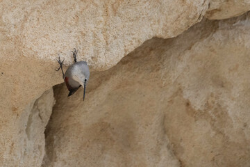 Wallcreeper Inspecting Mountain Rock Layers