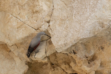 Wallcreeper Foraging on Limestone Wall
