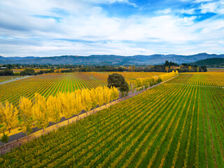 Napa Valley Fall Colors, California, USA