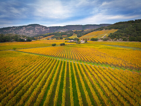 Napa Valley Fall Colors, California, USA