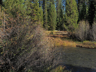 A beutiful river runs through the Oregon forest on a nice fall day.