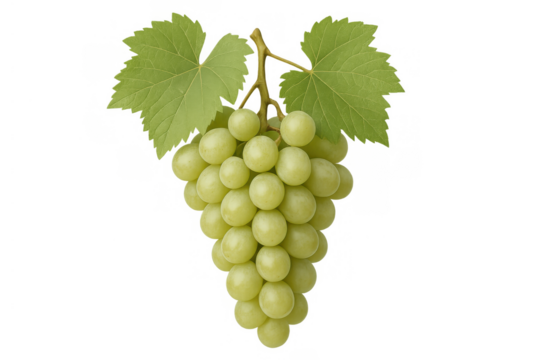 Green grapes bunch hanging with leaves on a vine stem, showcasing fresh raw fruit for healthy eating with a transparent background