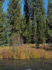 A beutiful river runs through the Oregon forest on a nice fall day.