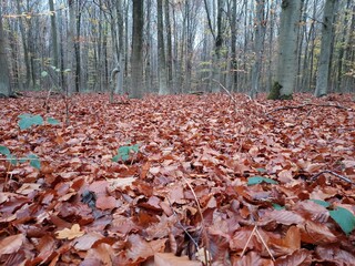 tapis de feuilles automnal en forêt