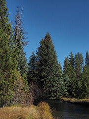 A beutiful river runs through the Oregon forest on a nice fall day.