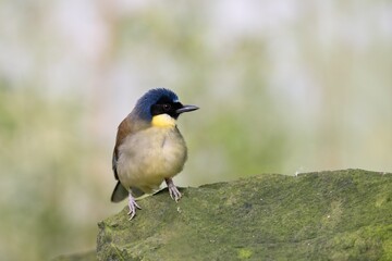 Blue-crowned laughingthrush