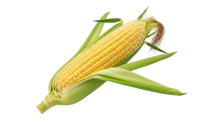 Fresh yellow corn cob, with green husks and silky tassels, isolated on transparent background. PNG