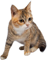 Obraz premium Domestic Cat Isolated on Transparent Background PNG