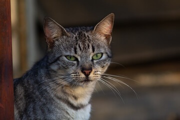 Cute tabby cat looking at something on the street. Selective focus.