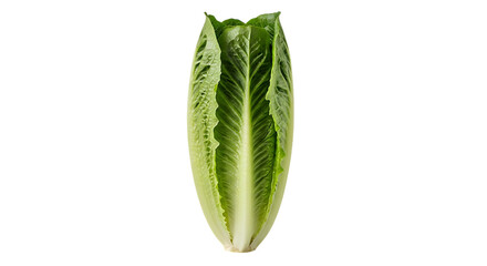 Whole Romaine Lettuce Heart, with Crisp Green Leaves and White Stem, isolated on transparent background. PNG