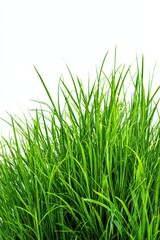 Obraz premium Lush Green Grass Blades Growing Upward on White Background in Bright Sunlight, Vivid Natural Greenery Displayed