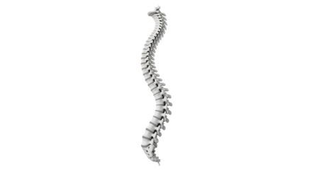 Detailed 3 D rendering of a human spine, with natural curvature, isolated on transparent background. PNG
