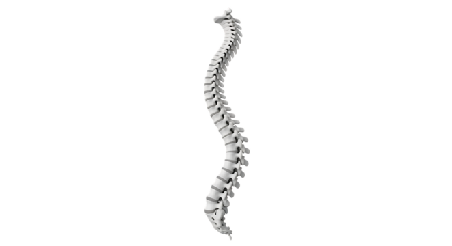 Detailed 3 D rendering of a human spine, with natural curvature, isolated on transparent background. PNG