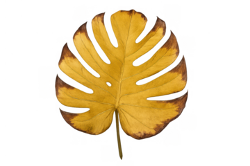 Yellow monstera leaf with brown edges, showing autumn decay and tropical plant beauty on transparent background