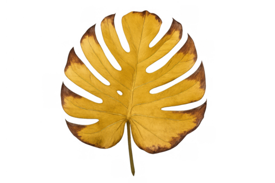 Yellow monstera leaf with brown edges, showing autumn decay and tropical plant beauty on transparent background