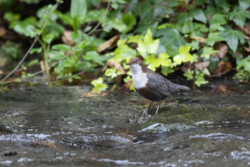White-throated Dipper Standing in Clear Stream