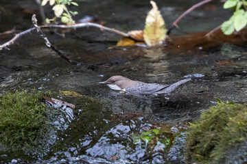 White-throated Dipper Swimming in Mountain Stream