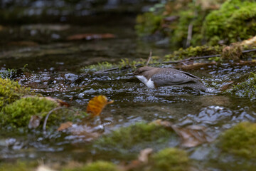 White-throated Dipper Diving in Mountain Creek