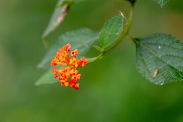 Close-up of an orange Lantana (Lantana camara) inflorescence and dark green foliage. The floral cluster and main leaf are in reasonable focus against the softly blurred green background (bokeh).