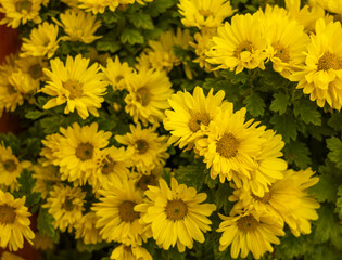 Fondo con flores amarillas de crisantemos