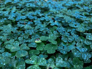 A detailed close-up shot of a dense field of wood sorrel, or clover, featuring numerous heart-shaped green leaves lightly covered in sparkling morning dew or raindrops. Rich teal and emerald tones.