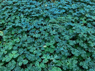 A detailed close-up shot of a dense field of wood sorrel, or clover, featuring numerous heart-shaped green leaves lightly covered in sparkling morning dew or raindrops. Rich teal and emerald tones.