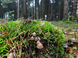 A macro photograph of a cluster of small, delicate Mycena mushrooms growing on bright green moss and old pine needles in a damp forest setting. The background is blurred with tall trees.