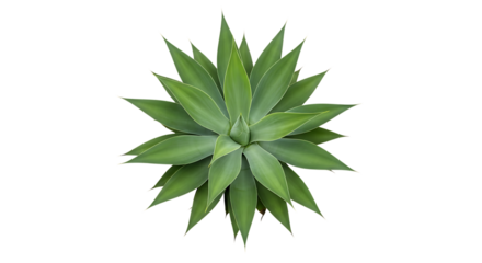 Green Agave Plant, with pointed succulent leaves arranged in a rosette pattern, isolated on white or transparent background, PNG