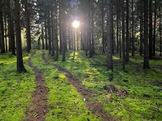 A sun-drenched view of a pine forest path covered in thick, vibrant green moss and fallen needles. Bright sun rays stream through the tall tree trunks, creating a serene, magical atmosphere.