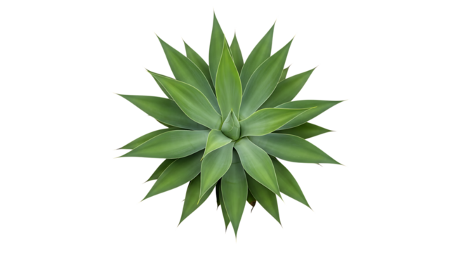 Green Agave Plant, with pointed succulent leaves arranged in a rosette pattern, isolated on white or transparent background, PNG