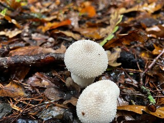 A macro photograph of two white, spiky puffball mushrooms growing on a forest floor covered with damp, fallen brown oak leaves and pine needles. The texture contrast is highly visible.