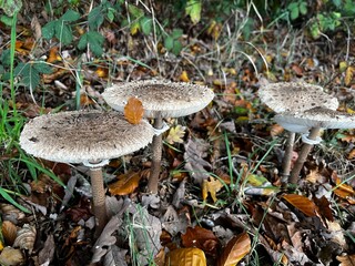 A low-angle photograph of several large, scaly Macrolepiota or Parasol mushrooms growing in damp grass and brown fallen leaves. A single light brown leaf is resting on one cap.