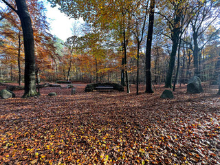 A sunny autumn forest clearing blanketed with vibrant orange and brown fallen leaves. A wooden bench and large rocks provide a central focus amongst the tall, dark tree trunks and golden foliage.