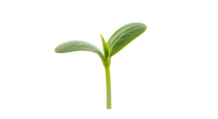 Young Green Seedling, with two cotyledon leaves and a developing shoot, isolated on white or transparent background, PNG