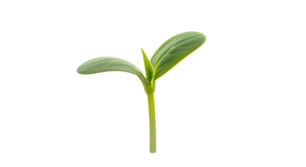 Young Green Seedling, with two cotyledon leaves and a developing shoot, isolated on white or transparent background, PNG