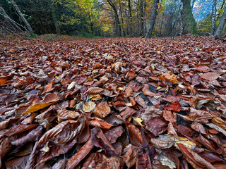 A low-angle, close-up view of a thick, continuous carpet of deep reddish-brown fallen beech or oak leaves covering the forest floor. The image emphasizes the textures of the dry, curled leaves.