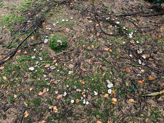 A high-angle view of a damp forest floor covered in a rich texture of green moss, brown pine needles, small branches, and numerous tiny, scattered white mushrooms or fungi.