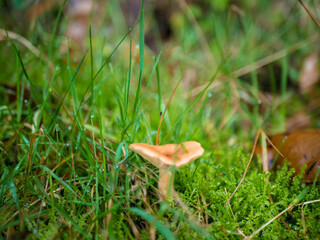 A macro photograph focusing on a small, solitary orange-capped mushroom nestled low in a patch of vibrant green moss and tall blades of grass, with morning dew drops visible on the foliage.