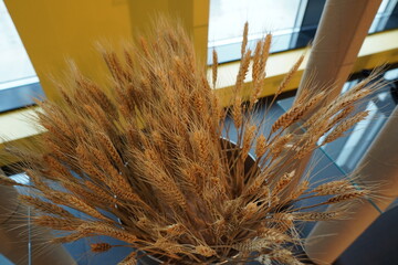 Dried wheat stalks arranged in a decorative bouquet inside a modern building setting