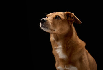 The brown dog lifts its gaze upward in a curious posture. The shot is taken against a dark background.